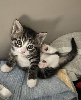 Domestic Short Hair Cats Available for Adoption in Trenton, New Jersey - Chestnut | PetCurious