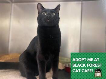 BORRIS -  Domestic Short Hair Cat for Adoption in Fort Wayne, Indiana - BORRIS | PetCurious
