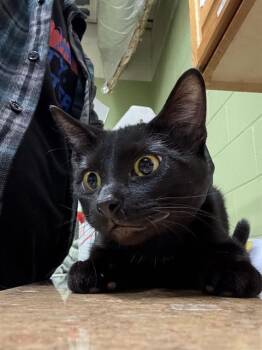 Rescue Domestic Short Hair Cats for Adoption in Indianapolis, Indiana - PANTERA | PetCurious