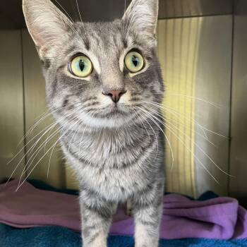 Seymour -  Domestic Short Hair Cat for Adoption in Burlington, Ontario - Seymour | PetCurious