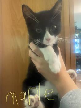 C342 Litter Maple -  Domestic Short Hair Cat for Adoption in Livonia, Michigan - C342 Litter Maple | PetCurious