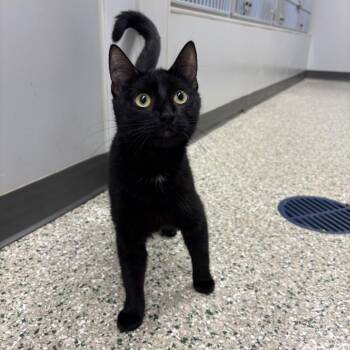 Libra -  Domestic Short Hair Cat for Adoption in Cedar Rapids, Iowa - Libra | PetCurious