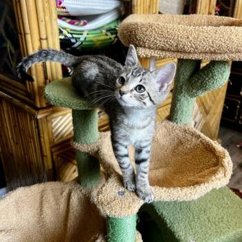 Domestic Short Hair Cats Available for Adoption - Alice | PetCurious