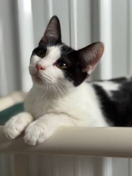 Rescue Domestic Short Hair Cats for Adoption in Hartford City, Indiana - Freddy | PetCurious