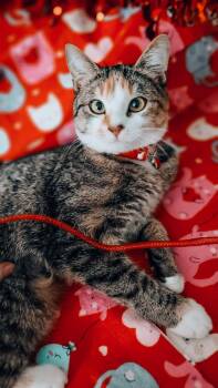 Domestic Short Hair Cats Available for Adoption - Lily | PetCurious
