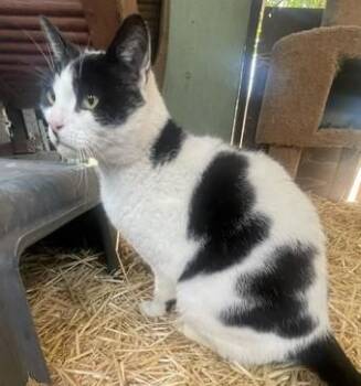 Bob -  Domestic Short Hair Cat for Adoption in Santa Rosa, California - Bob | PetCurious