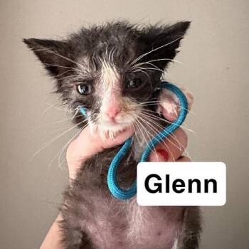 Cotton McKnight -  Domestic Short Hair Cat for Adoption in Sioux Falls, South Dakota - Cotton McKnight | PetCurious