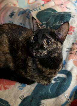 Domestic Short Hair Cats Available for Adoption in Blasdell, New York - Delilah | PetCurious