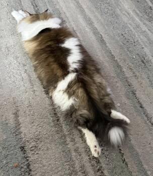 Domestic Long Hair and Tabby Cats Available for Adoption - THOR - BIG FLUFFY LOVERBOY | PetCurious