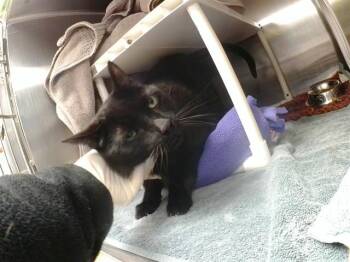 Domestic Short Hair Cats Available for Adoption in Omaha, Nebraska - ESPRESSO | PetCurious