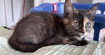 Nutella -  Domestic Short Hair Cat for Adoption in Virginia Beach, Virginia - Nutella | PetCurious