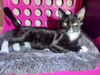 Rescue Domestic Short Hair Cats for Adoption in Hagerstown, Maryland - RIDOC | PetCurious