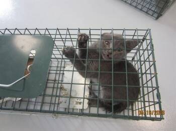 Domestic Short Hair Cats Available for Adoption in Ocala, Florida - A382679 | PetCurious
