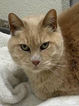 Domestic Short Hair Cats Available for Adoption in Pueblo, Colorado - PAW | PetCurious