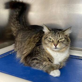 Domestic Medium Hair Cats Available for Adoption in Roanoke, Virginia - Starburst | PetCurious