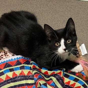 Cambell -  Domestic Short Hair Cat for Adoption in Middlebury, Vermont - Cambell | PetCurious