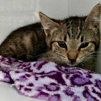 Reba -  Domestic Short Hair Cat for Adoption in Moses Lake, Washington - Reba | PetCurious
