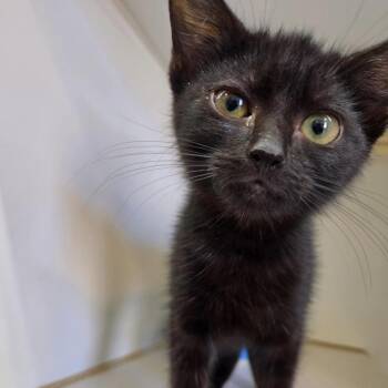 Jeanie -  Domestic Short Hair Cat for Adoption in Los Angeles, California - Jeanie | PetCurious