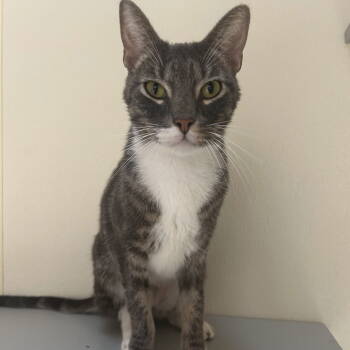 Rescue Domestic Short Hair Cats for Adoption in Dallas, Texas - Niko | PetCurious