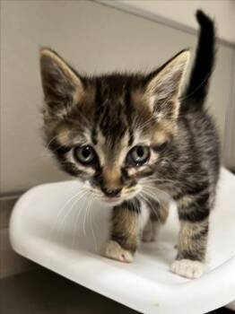 Domestic Short Hair Cats Available for Adoption in Tracy, California - BOSQUE | PetCurious