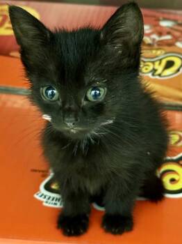 Domestic Short Hair Cats Available for Adoption in Mobile, Alabama - Velma | PetCurious