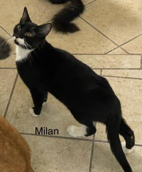 Rescue Domestic Short Hair Cats for Adoption in Ronan, Montana - Milan | PetCurious