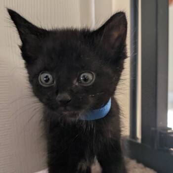 Rescue Domestic Short Hair Cats for Adoption in Lexington, Kentucky - Billy | PetCurious