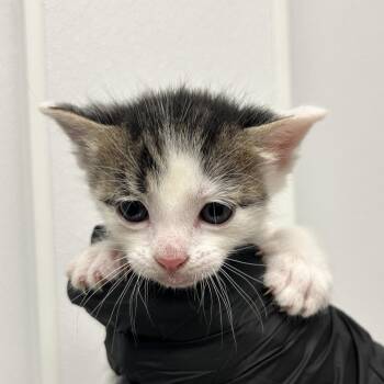 Cheese -  Domestic Short Hair Cat for Adoption in Abilene, Texas - Cheese | PetCurious