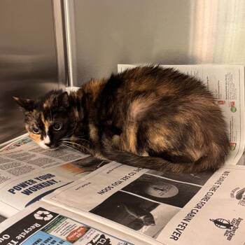 Gypsy 6794 -  Domestic Short Hair Cat for Adoption in Columbus, Georgia - Gypsy 6794 | PetCurious