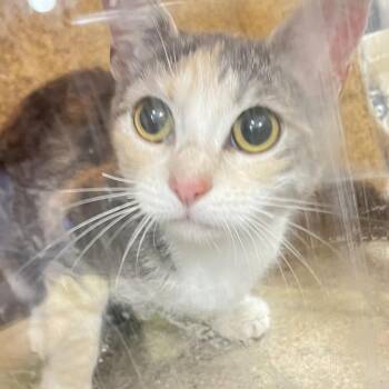 Smarty -  Domestic Short Hair Cat for Adoption in Philadelphia, Pennsylvania - Smarty | PetCurious