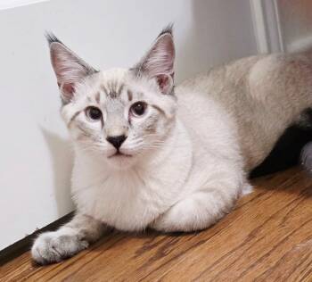 Parker -  Domestic Medium Hair and Domestic Short Hair Cat for Adoption in Dalworthington Gardens, Texas - Parker | PetCurious