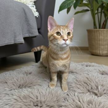Rescue Tabby Cats for Adoption in Wilmington, Ohio - Danny | PetCurious