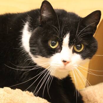 Rescue Domestic Short Hair Cats for Adoption in Gloucester, Virginia - Mama | PetCurious