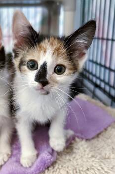 Calliope -  Domestic Short Hair Cat for Adoption in Bethel, Ohio - Calliope | PetCurious
