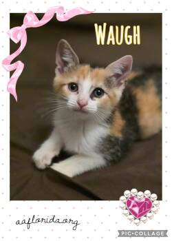 Waugh -  Calico and Domestic Short Hair Cat Available for Adoption in Pensacola, Florida - Waugh | PetCurious