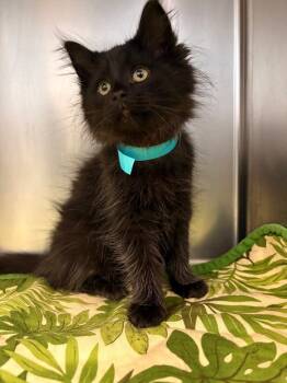 Rescue Domestic Long Hair Cats for Adoption in Detroit, Michigan - Ash | PetCurious