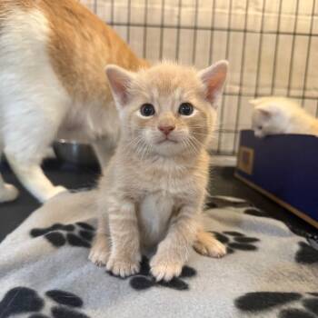 Groundhog -  Domestic Short Hair Cat for Adoption in Parkersburg, West Virginia - Groundhog | PetCurious