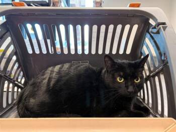 Domestic Short Hair Cats Available for Adoption in Rowlett, Texas - SHADOW | PetCurious
