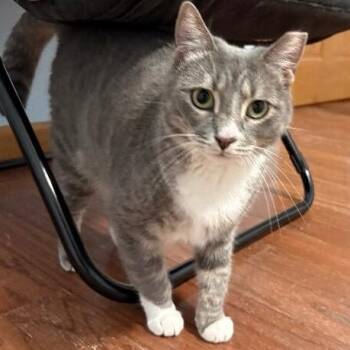 Sunshine Simpson -  Tabby and Domestic Short Hair Cat for Adoption in Friendswood, Texas - Sunshine Simpson | PetCurious
