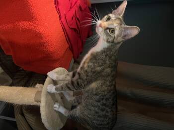 Rescue Domestic Short Hair Cats for Adoption in Louisville, Kentucky - Socks | PetCurious