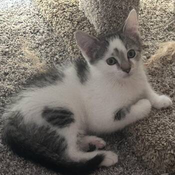 Cliff -  Domestic Medium Hair Cat for Adoption in Carmel, Indiana - Cliff | PetCurious