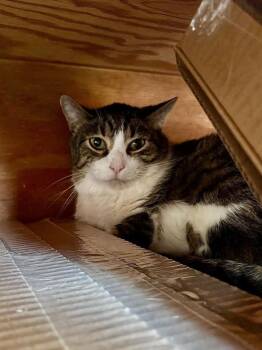 Domestic Short Hair Cats Available for Adoption - Frisky | PetCurious