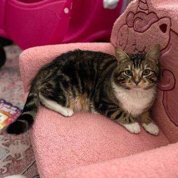 Domestic Short Hair Cats Available for Adoption in Philadelphia, Pennsylvania - Dominic | PetCurious