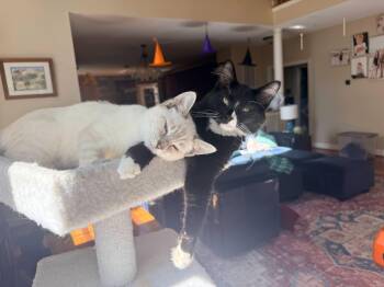 Zachary & Zeke -  Siamese and Domestic Short Hair Cat for Adoption - Zachary & Zeke | PetCurious