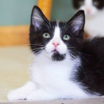 Panda -  Tuxedo Cat for Adoption in Grand Rapids, Michigan - Panda | PetCurious