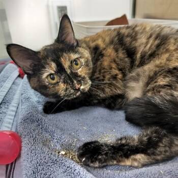 GEORGIA -  Domestic Short Hair Cat for Adoption in Colorado Springs, Colorado - GEORGIA | PetCurious