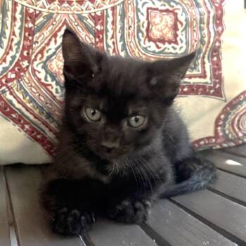 Domestic Short Hair Cats Available for Adoption in Cumming, Georgia - Jellybean | PetCurious