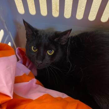 Domestic Short Hair Cats Available for Adoption in Memphis, Tennessee - Lyndon | PetCurious