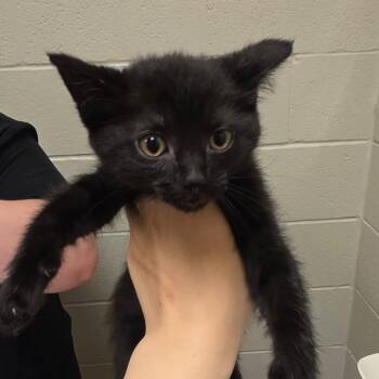 Biscuit -  Domestic Short Hair Cat for Adoption in South Elgin, Illinois - Biscuit | PetCurious