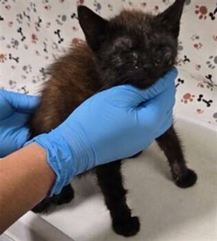 ZERO -  Domestic Long Hair Cat for Adoption in Riverside, California - ZERO | PetCurious